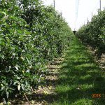 PIPS 3: Advancing sustainable and technology driven apple orchard production systems