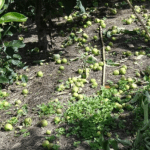 Understanding chemical thinners and growth regulators