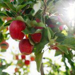 Minimising biennial bearing in apples