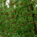 PIPS3: Strengthening Cultural and Biological Management of Pests and Diseases in Apple and Pear Orchards