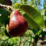 International, domestic interest good signs for Rico® ahead of 2021
