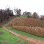 Bushfire recovery: damage has lessons for future response