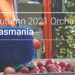 My Orchard Walk – Tasmanian organic apple insights