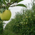 APAL’s Future Orchards® kicks off with the return of almost $500,000 of levies to Hort Innovation
