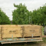My orchard walk – Old Oak Orchard