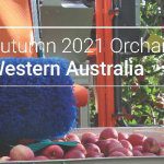 My Orchard Walk – WA apple breeding program updates