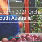 My Orchard Walk – Understanding managed varieties in SA