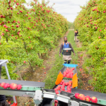 Focus Orchards – Labour experiences and thoughts for the future