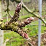Future Orchards® – WA Demonstration Trial results