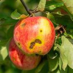 Stimulating the tree’s defences against black spot