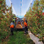 How is the rise of platforms changing the orchard workplace?