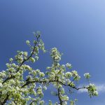 Shape the future of the apple and pear industry in 2026
