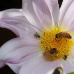 Heard the buzz about Bee Friendly Farming®?