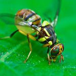 New toolkit makes biosecurity a breeze