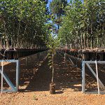 Container trees prove fruitful for orchards