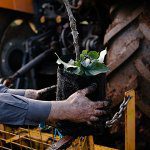 Container-grown trees ‘better from the start’ says WA grower