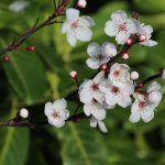 Future Orchards Orchard Talk – What’s your plan?