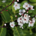 APAL’s Future Orchards Spring program kicks off