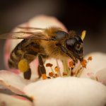 Does orchard netting affect insect visitation to apple flowers in Stanthorpe, Queensland?