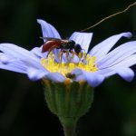 New research reveals groundbreaking pollination insights for apple growers
