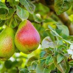 Pear Masterclass Session 2: Insights from South Africa