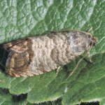 Are you prepared for Codling Moth?
