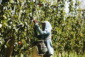 What you need to know about the Hort Award and seasonal labour
