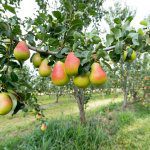 Pear Masterclass kicks off, full program confirmed
