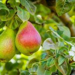 Pear-spectives from South Africa and Australia