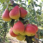 Agrivoltaics: dual-purpose panels both protect and pay