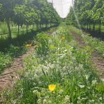 Digging into Healthy Soils – PIPS3 Program update