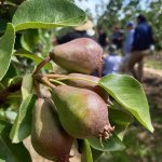 Field walk wraps up successful Ricó season