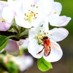 Post-bushfire research to improve picture of pollinators