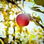 APAL Future Orchards Harvest Orchard Walks cancelled