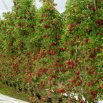 Goulburn Valley and Southern Vic seasonal update and ACOGs