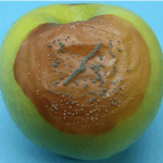 Preventing patulin problems in apple products