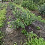 Regional rootstock trial site planting to get underway in 2022
