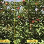 Effects of crop load on fruit quality in ‘Rosy Glow’ apples