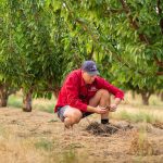 Can ‘regen ag’ work in the orchard?