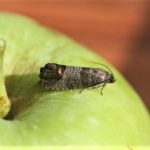 Sugar for the control of codling moth