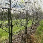 IPDM in focus: Alternaria management
