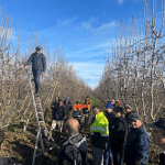 Future Orchards® walks – What we learnt in the Goulburn Valley and Western Australia