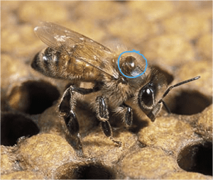 Verroa mite