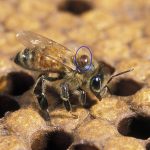 Biosecurity Update- Bee movement restrictions in place for Victoria