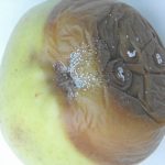 Thermofogging fungicides into coolrooms