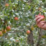 Sustainability as a business strategy at R&R Smith, Tasmania