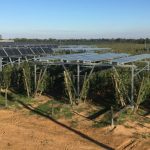 Agrivoltaics: power and protection in the orchard