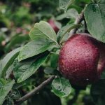 Future Orchards® June 2022 Orchard Walks – It’s a wrap!