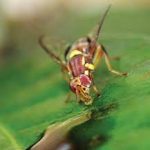Tips for Qfly control as we head into spring