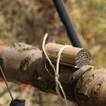 IPDM in focus: woolly apple aphid management